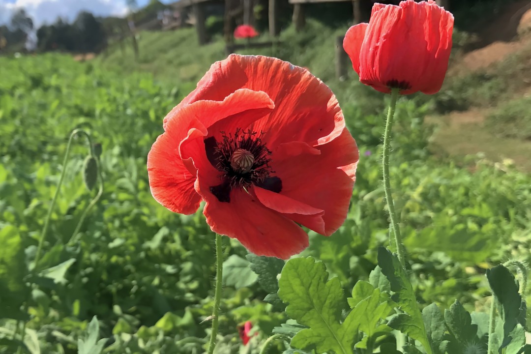 Poppy Flowers