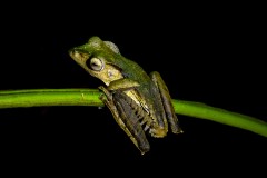 Wallace’s Flying Frog