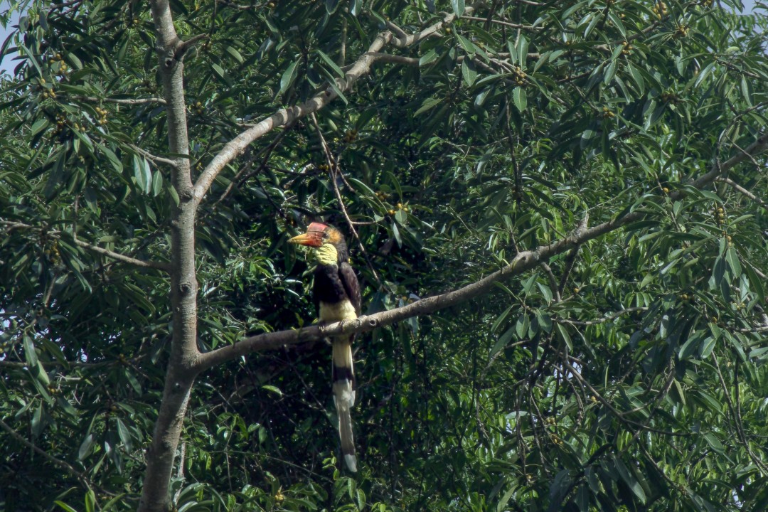 Helmeted Hornbill
