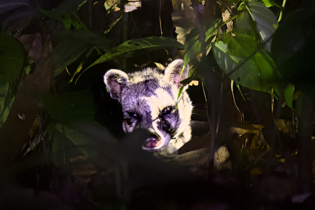Malayan Civet