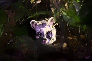 Malayan Civet