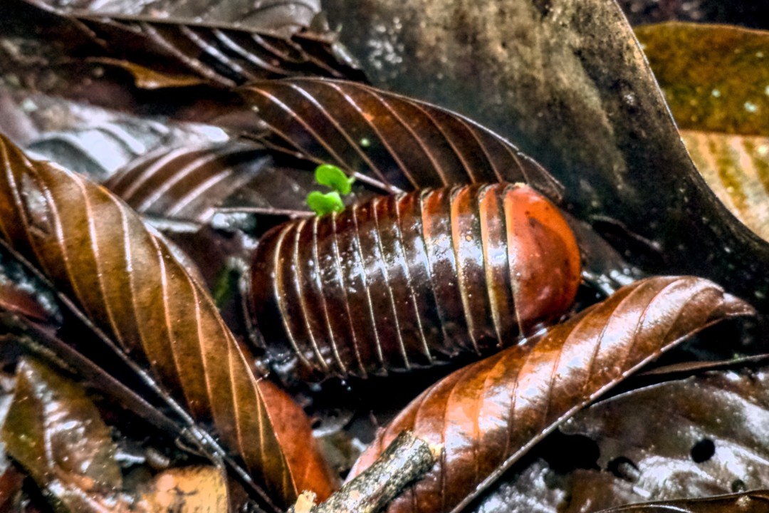 Roly-Poly