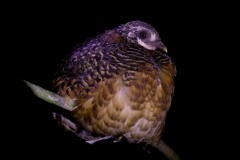 Sabah Partridge