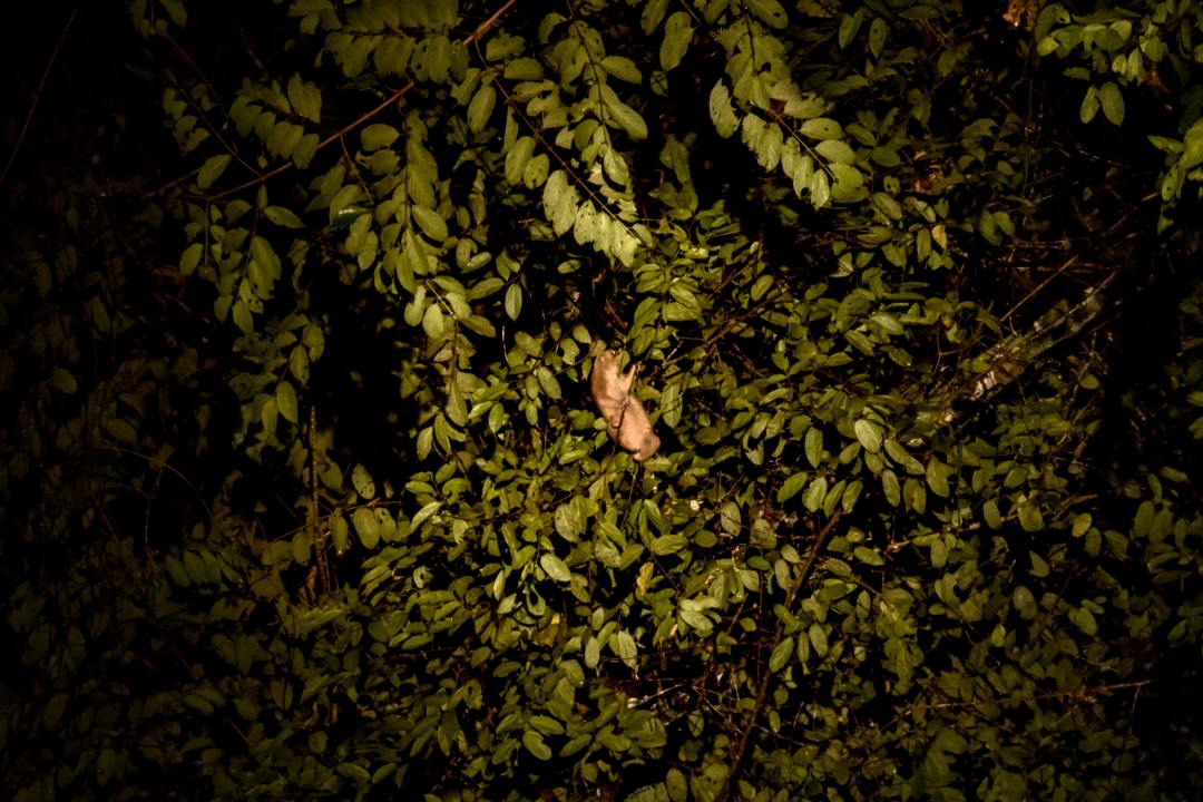 Slow Loris