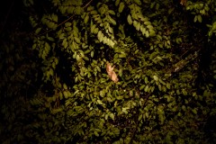 Slow Loris