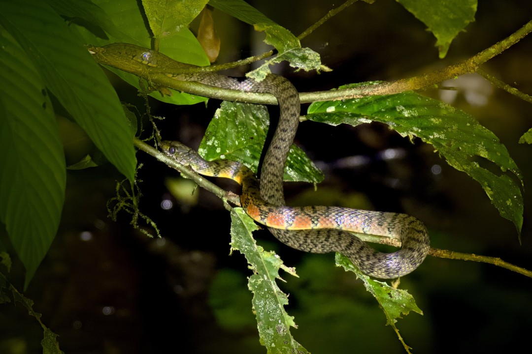 Triangle Keelback