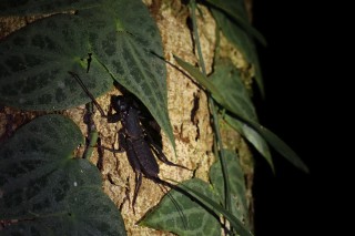 Whip Scorpion