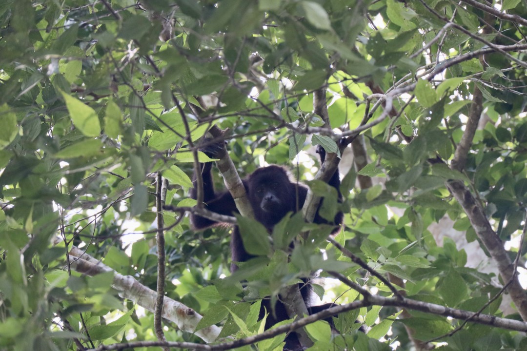 Howler Monkey