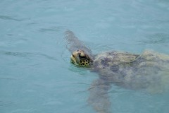 Green Sea Turtle