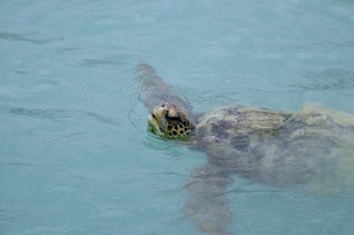 Green Sea Turtle