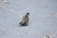 Galapagos Ground Finch