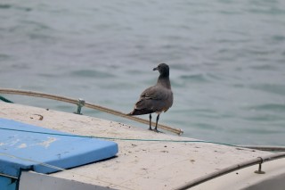 Galapagos Lava Gull