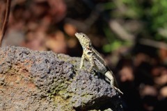 Lava Lizard