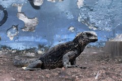 Marine Iguanas