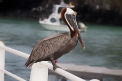 Pelican