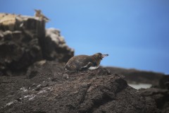 Galapagos Penguin