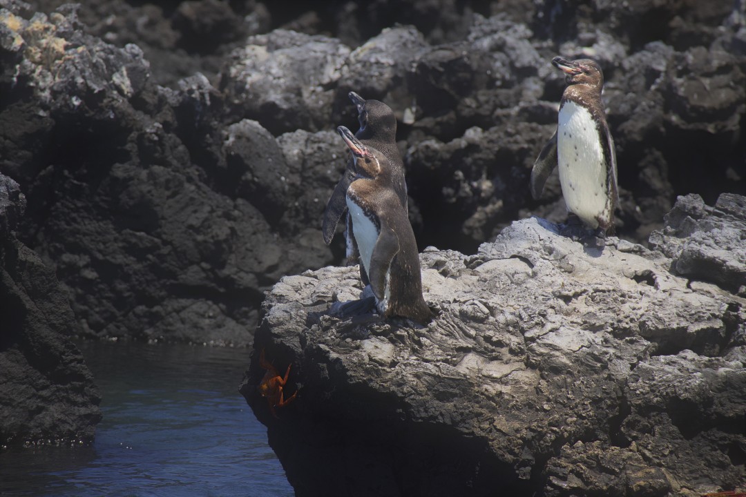 Galapagos Penguins