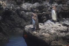 Galapagos Penguins