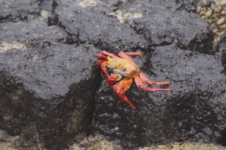 Red Rock Crab