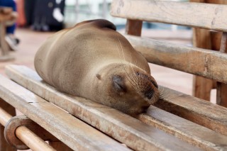 Sleeping Sea Lion