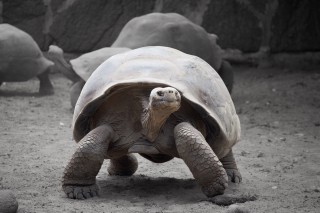 Sierra Negra Giant Tortoise