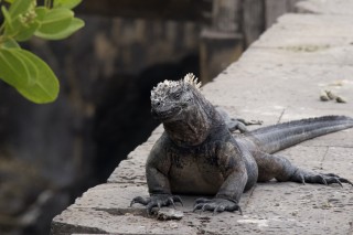 Godzilla