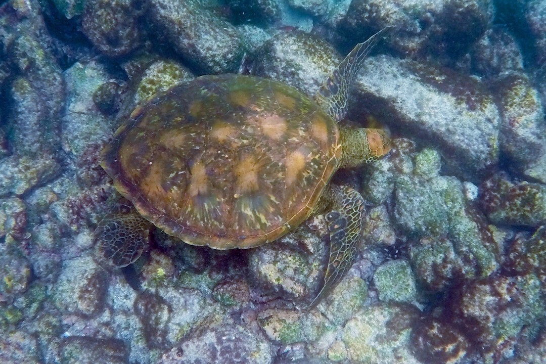 Green Sea Turtle Encounter