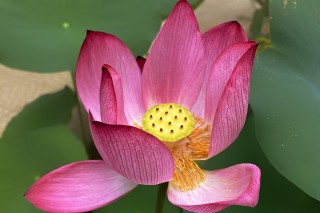 Lotus