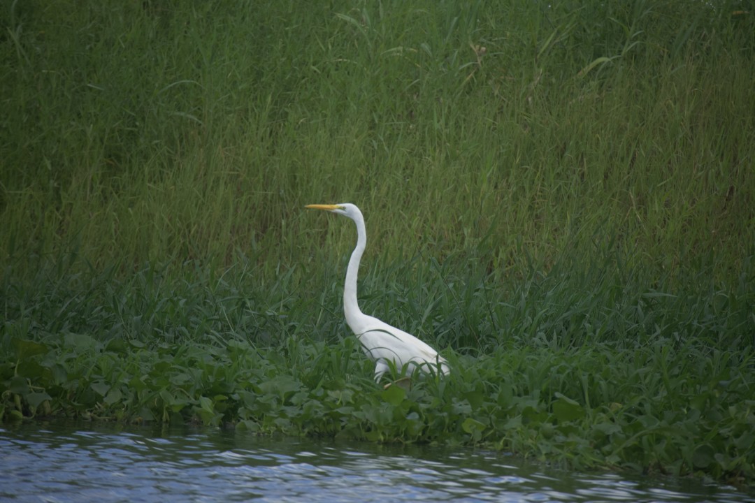 Great Egret