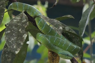 Bornean Keeled Green Pit Viper