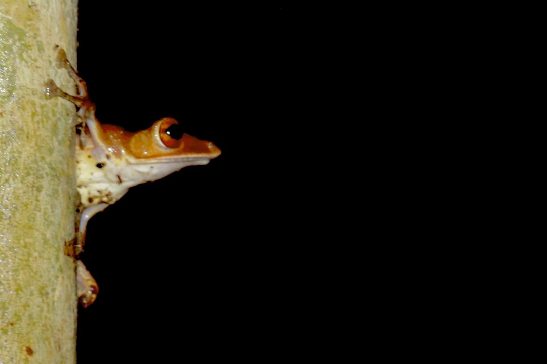 Tree Frog