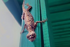 Draco