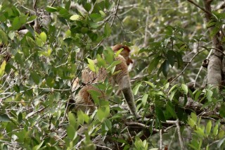 Proboscis Monkey