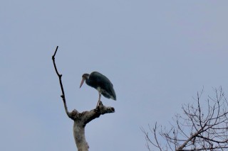 Storm's Stork