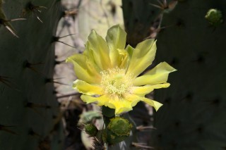 Erect Prickly Pear Flower