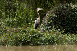 Purple Heron