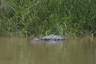 Adult Saltwater Crocodile