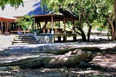 Komodo Dragons