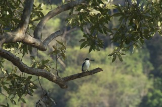 Collared Kingfisher