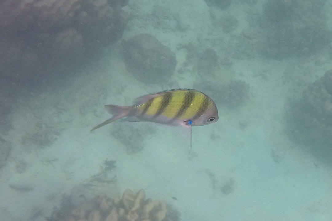 Damselfish