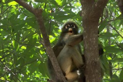 Dusky Leaf Langur