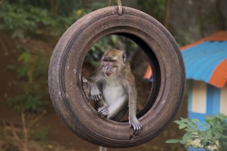 Rhesus Macaque