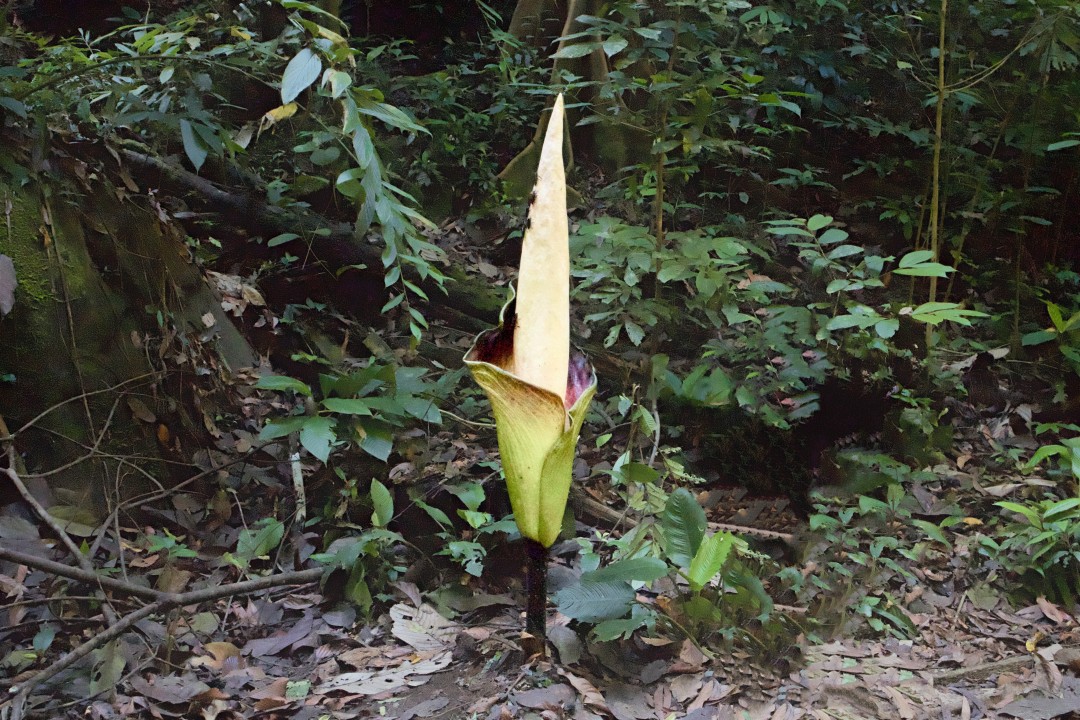 Amorphophallus