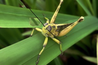 Javanese Grasshopper
