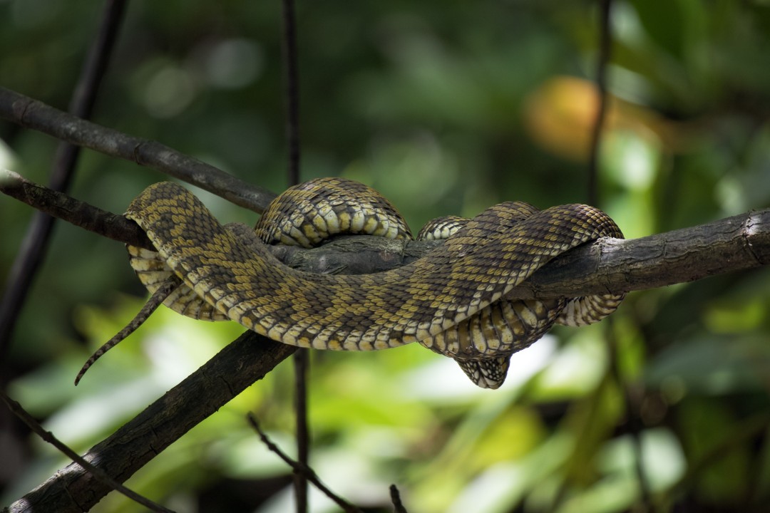 Mangrove Pit Viper