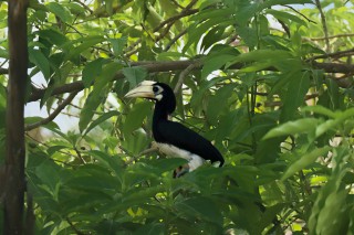 Oriental Pied Hornbill