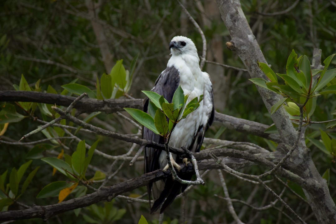 White-Bellied Sea Eagle