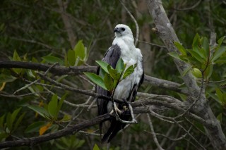 White-Bellied Sea Eagle