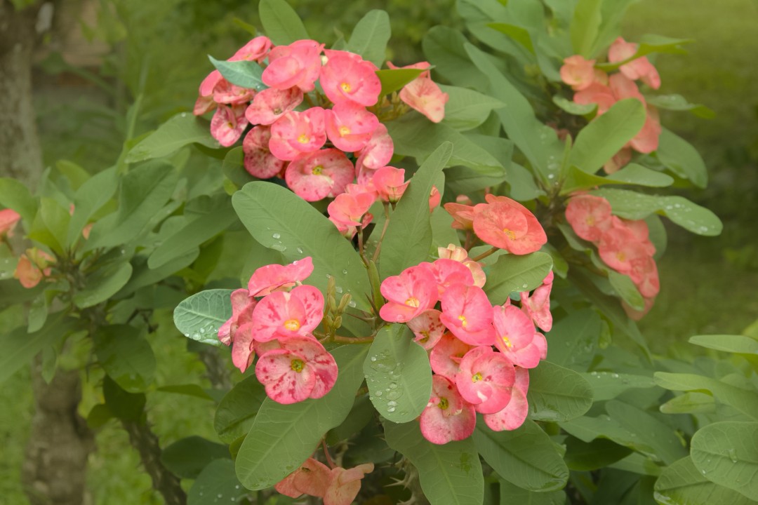 Crown of Thorns