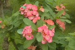 Crown of Thorns